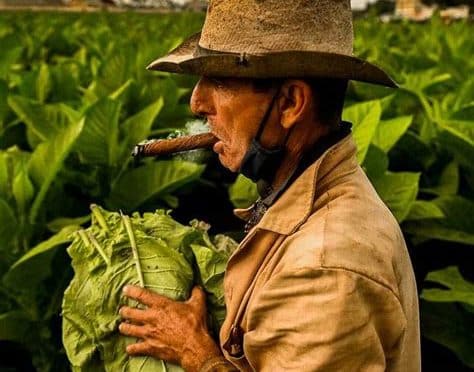 küba'da tütün tarlaları ve puro fabrikaları turu