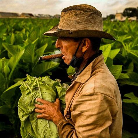 Küba’da Tütün Tarlaları ve Puro Fabrikaları Turu