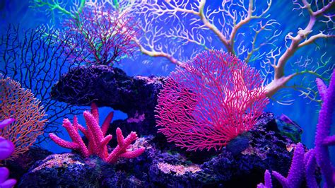 avustralya'da büyüleyici mercan resifleri keşfi