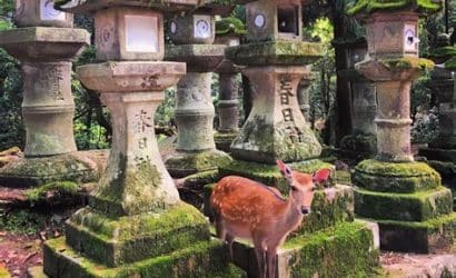 japonya'da nara park'ında geyiklerle gezi