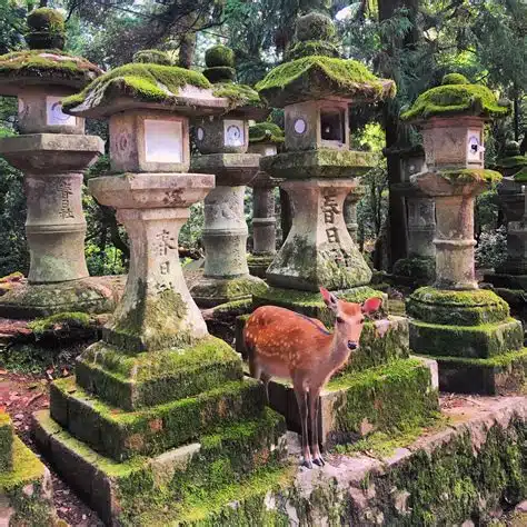 Japonya'da Nara Park'ında Geyiklerle Gezi